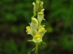 Linaria vulgarisVlasbekje bestellen